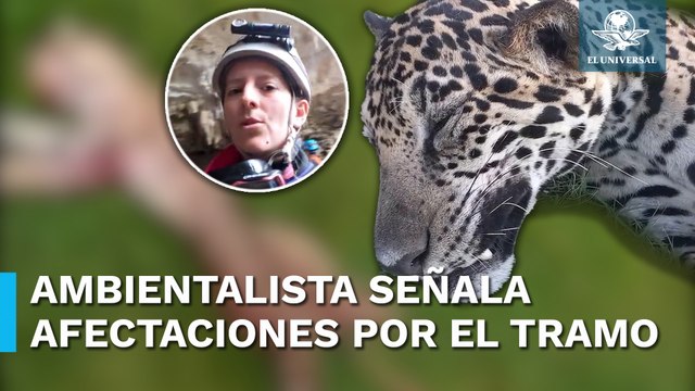 Denuncian 6 jaguares atropellados y 121 cuevas y cenotes afectados por tramo 5 de Tren Maya