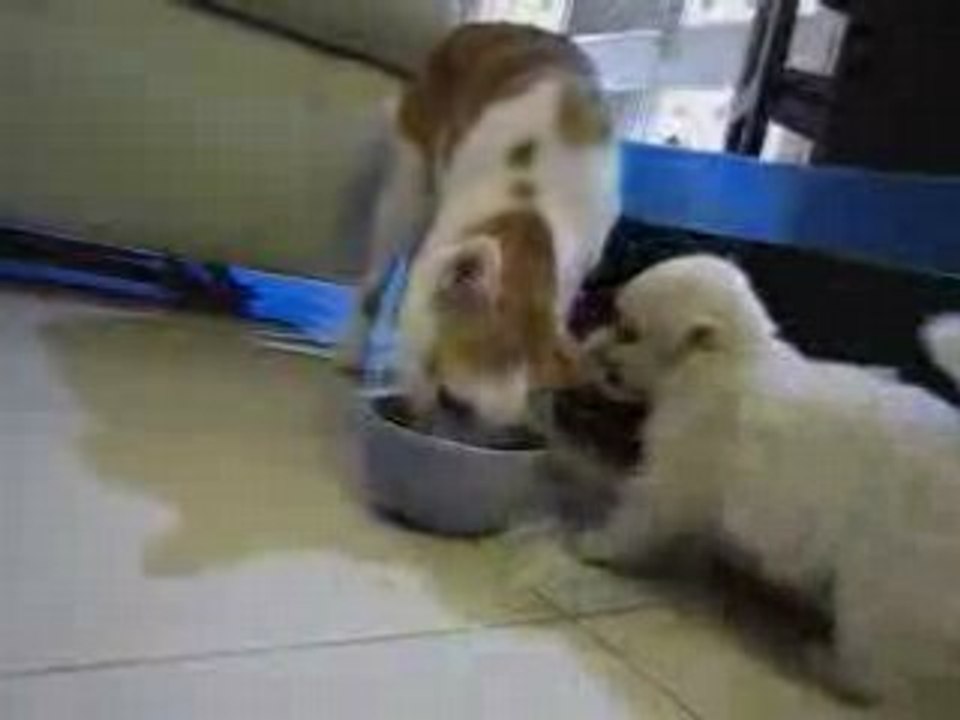 Dur-de-manger-tranquillement