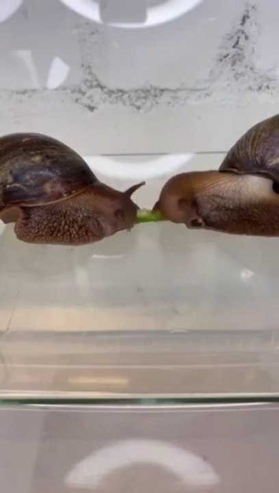Précision dans l'alimentation