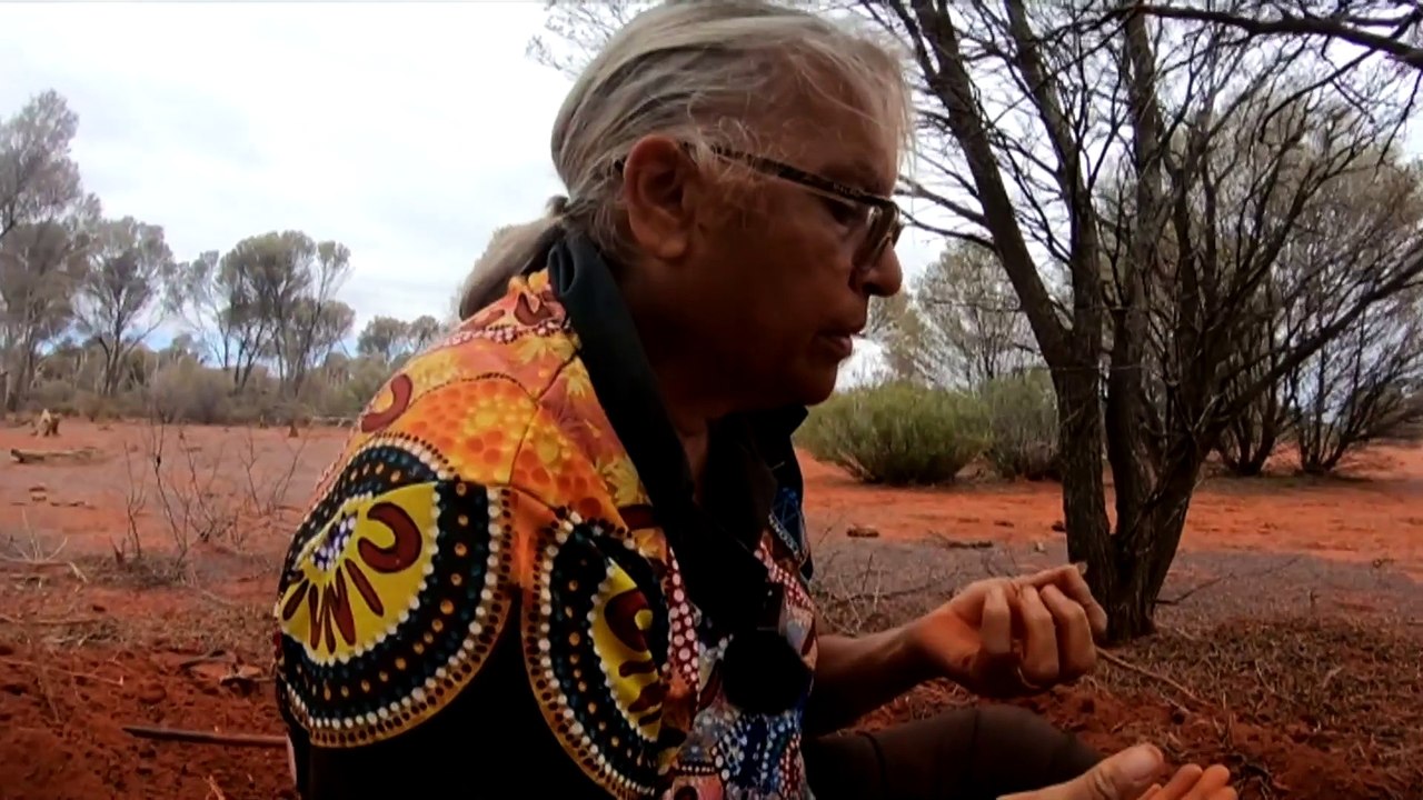 WA honey ants could be used in new medical treatments