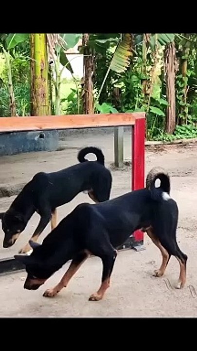 Anjing menggonggong