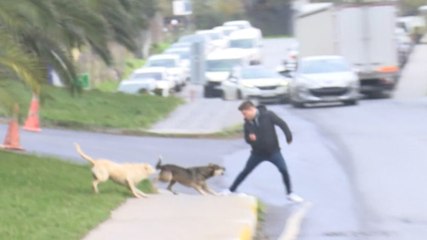 Bağcılar'da başıboş köpekler yoldan geçenlere saldırdı