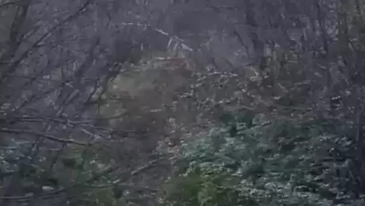 Düzce'nin Akçakoca ilçesinde heyelan! Ormancılar son anda kurtuldu