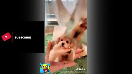 TALENTED_ CUTE AND FUNNY DOGS TIKTOK _ ANIMAL