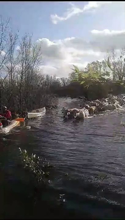 Sauvetage des Vaches
