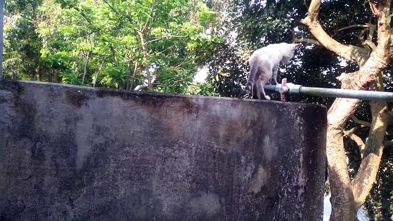 cute kitten videos (p20)