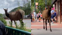 Elk Takes a Stroll Around Town!