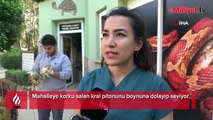 Antalya'da evin giriş kapısındaki 'kral piton' şoke etti