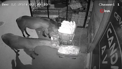 Market sahibi şoke oldu! Atlar bu hale getirdi