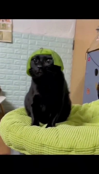 The End  #funny #funnyvideos #animals #dog #cat #pet #viarl #foryou #fyp