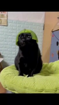 The End #funny #funnyvideos #animals #dog #cat #pet #viarl #foryou #fyp