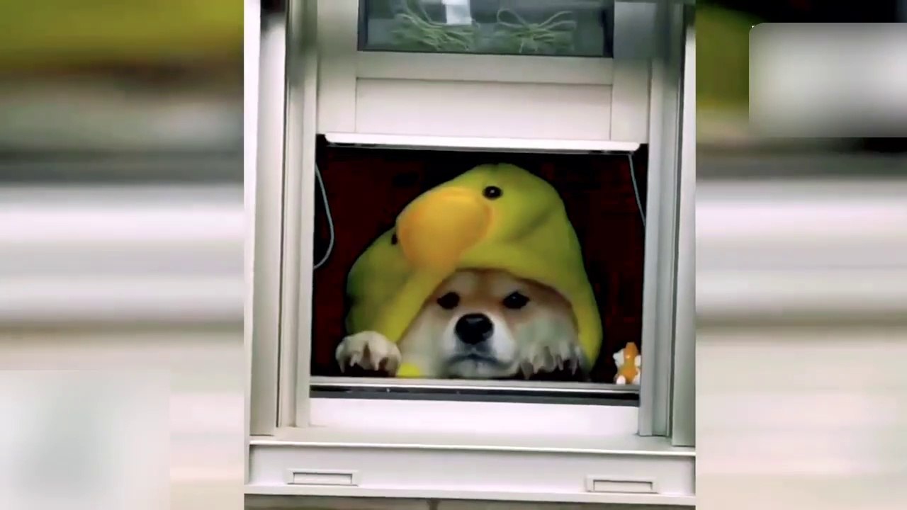 Cute dogs