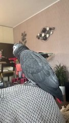 African Grey Imitates Cough