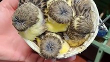 Gloster canari