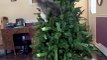 Grey Squirrel Cat Climbs Artificial Tree