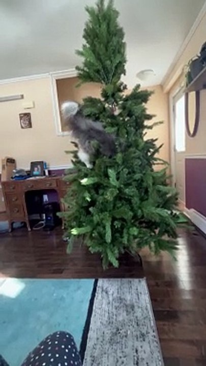 Grey Squirrel Cat Climbs Artificial Tree