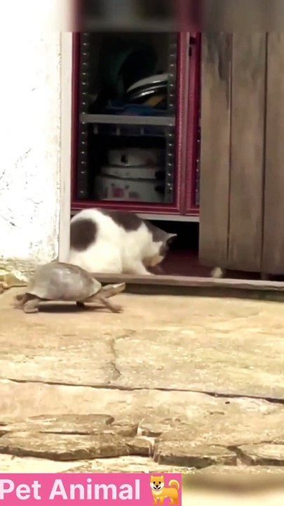 pet animals