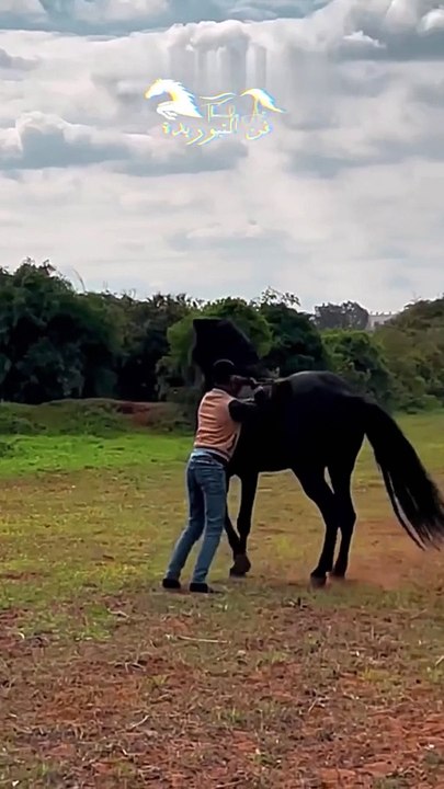 #shorts #tbourida #morocco كن صديق الخيل و دع العالم في رف عتيق