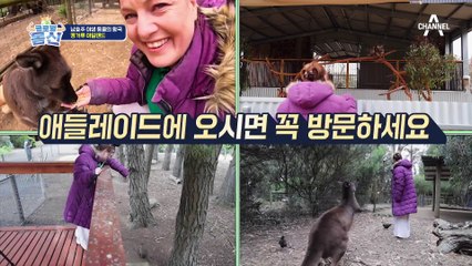 시선고정! 귀여운 바다사자가 모래사장에 가득? 야생 동물의 왕국 호주