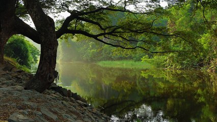 1 Hour Relaxing Indian Flute Music _Background Music For Meditation_ Yoga_ Spa_ Massage _ Sleep