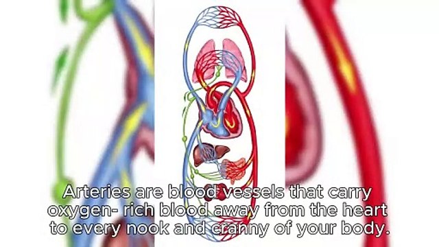 What Are Arteries and Their Vital Role in Circulation? #Heartattack #arteries