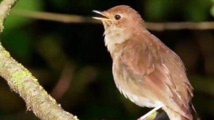 Beautiful birds sounds - Singing birds - Beautiful birds sound in the Forest - Colourful birds sound