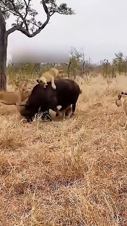 When united, you do not find the enemy, no matter how strong or ferocious, especially wild beasts