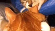 A Cute Cat Montage"