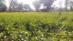 Mustard crop is flourishing... but farmers are worried after seeing th