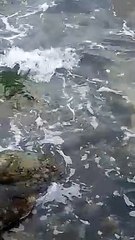 Sea water : 3  مياه البحر