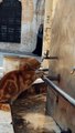 Watch - How the cat drinks water from the faucet- شاهد - القطة كيف تشرب من الماء من السنبورة