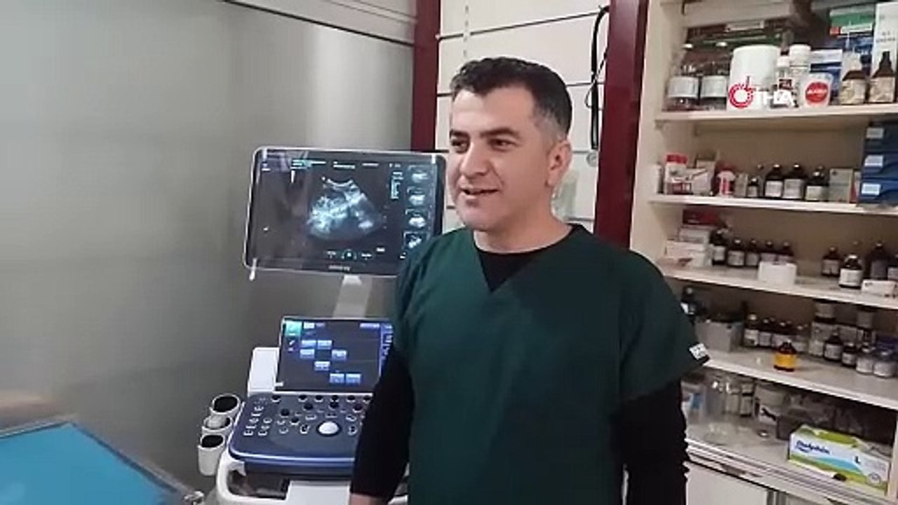 Herkes bu görüntüleri konuşuyor! Hamile koyun yerinden bile kımıldamadı