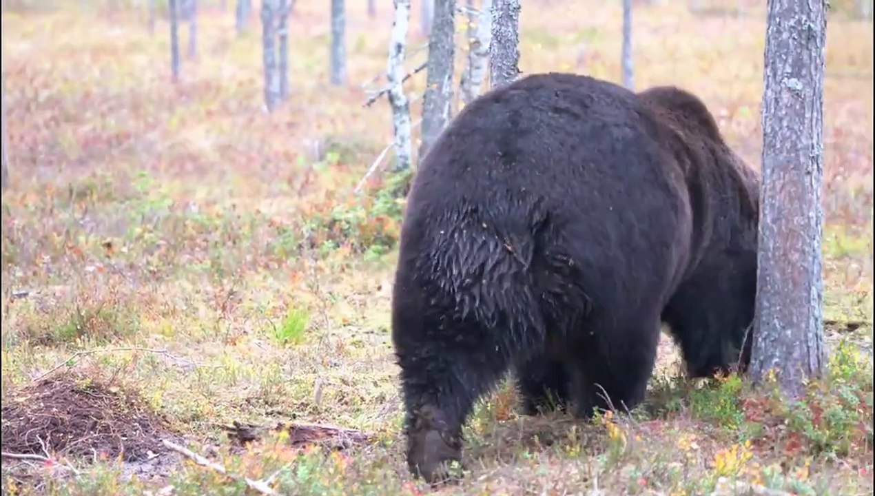 A big and healthy bear
