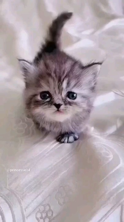 mignon chat