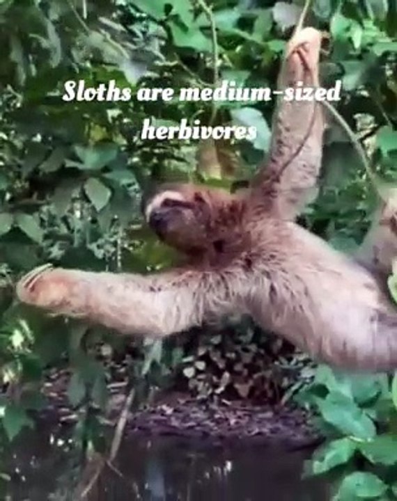 Slow sloth