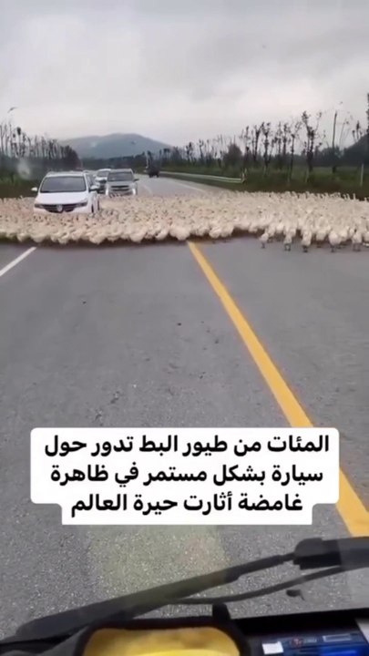مئات من طيور البط تدور حول سيارة بشكل مستمر ظاهرة غامضة أثارت حيرة العالم- Hundreds of ducks are constantly circling a car, a mysterious phenomenon that has baffled the world