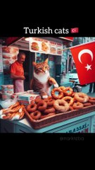 İstanbul kedileri hayat kargaşasının içine dahil olsaydı ne olurdu? 