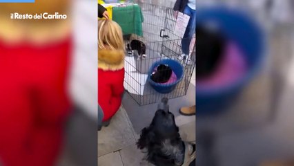 Fiera di Natale ad Ascoli, boom di presenze: c'? anche Natasha Stefanenko