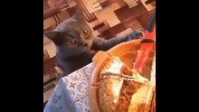 Top Funny Animal Videos!