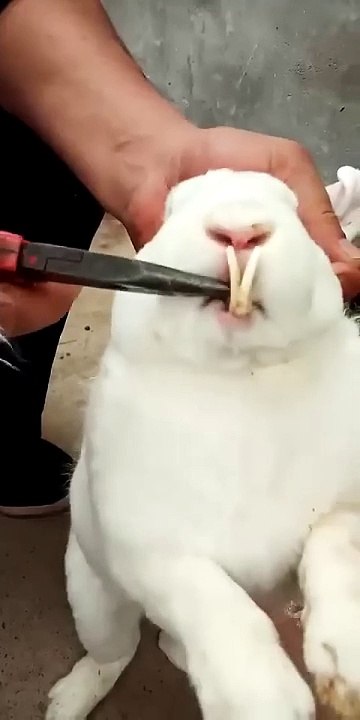 RABBIT MOM  you can't guess how many to go in, Videos Cute moment you never know before #yt #297