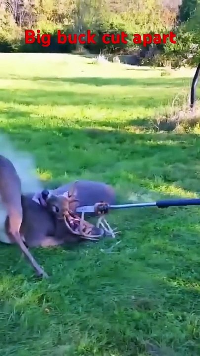 Big bucks cut apart to survive