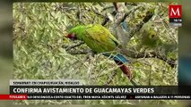 Semarnat confirma avistamiento de guacamayas verdes en Hidalgo; están el peligro de extinción
