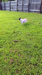 Princess talks BACK!!