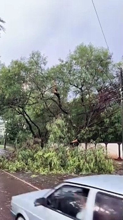 Chuva forte causa queda de árvores em Maringá neste domingo, 17