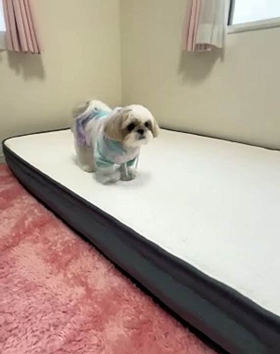 Beautiful dog