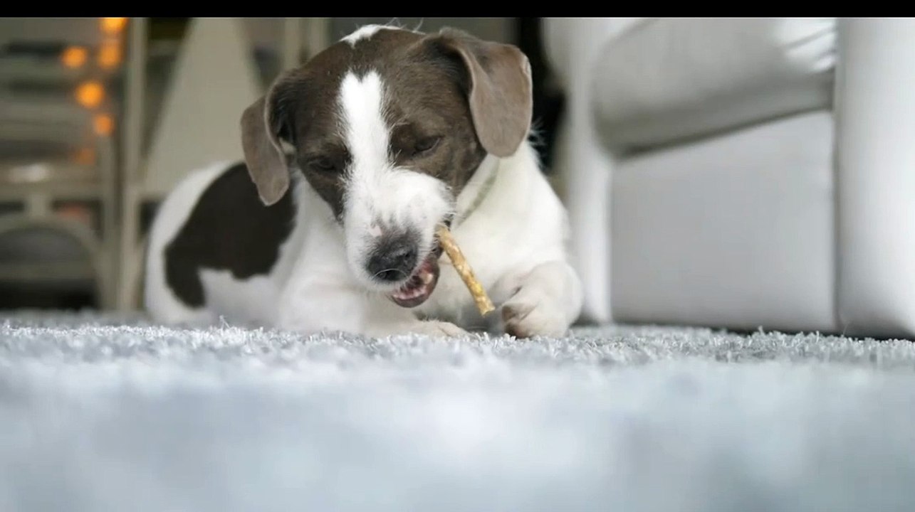 beautiful dog