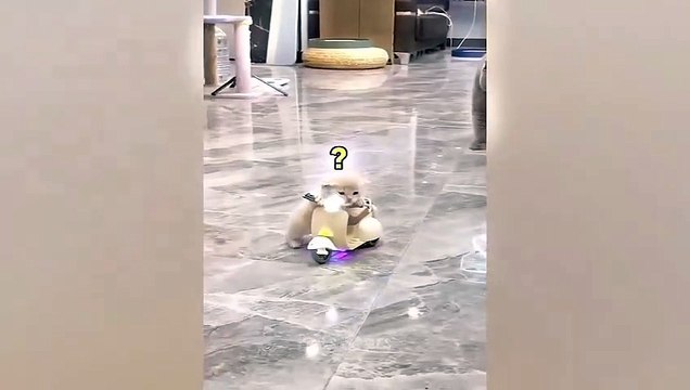 قطط مضحكة ❤️حيوانات اليفة مضحكةFunniest Animals 2023 Best Funny Cats and Dogs Videos Partمواقف طريفة اضحك معنا مضحة هههههههFunny cats ❤️ Funniest Animals 2023 Best Funny Cats and Dogs Videos Part Funny situations laugh with us