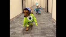 Dogs enjoying their time