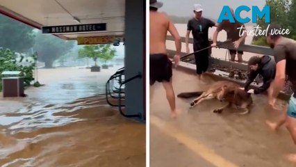 Crazy cow rescues as rain batters North Queensland