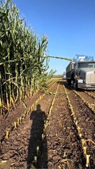 Modern Techniques in Grass Harvesting 🌱